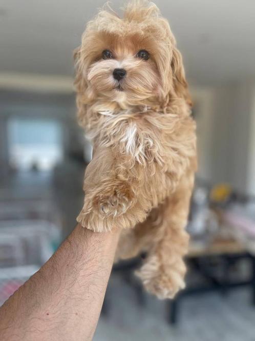 Exclusieve Micro Maltipoo pup(Maltezer/Aziatishe Toy Poedel), Dieren en Toebehoren, Honden | Chihuahua's en Gezelschapshonden