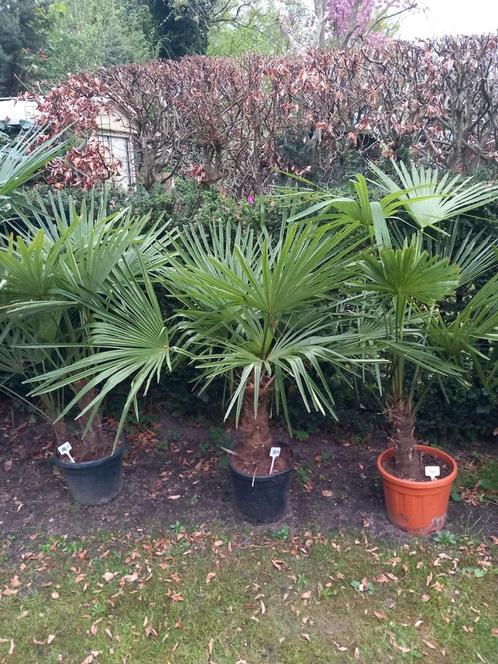 Palmboom Fortunei stam 25 cm, Tuin en Terras, Planten | Bomen, Palmboom, Volle zon, Ophalen