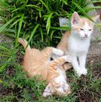 nog 2 katertje  beschikbaar / Europese korthaar/ 9,5 week, Kater, Ontwormd, 0 tot 2 jaar