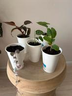Stekjespakket 2, Huis en Inrichting, Kamerplanten, Ophalen of Verzenden, Halfschaduw, Minder dan 100 cm