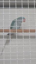 Koppel Alexander parkieten '25 blauw/split blauw, Meerdere dieren, Parkiet, Geringd