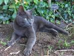 VERMIST  Kater Muis (Laag Zuthem), Dieren en Toebehoren, Vermiste en Gevonden Dieren, Kat