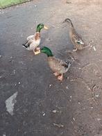 Loop eend woerd, Dieren en Toebehoren, Mannelijk, Eend