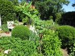 Salomonszegel, Polygonatum multiflorum, Overige soorten, Vaste plant, Ophalen of Verzenden, Halfschaduw