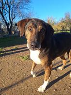 Samu – een echte knuffelvriend zoekt zijn gouden mand!, 6 jaar of ouder, Particulier, Reu, Buitenland