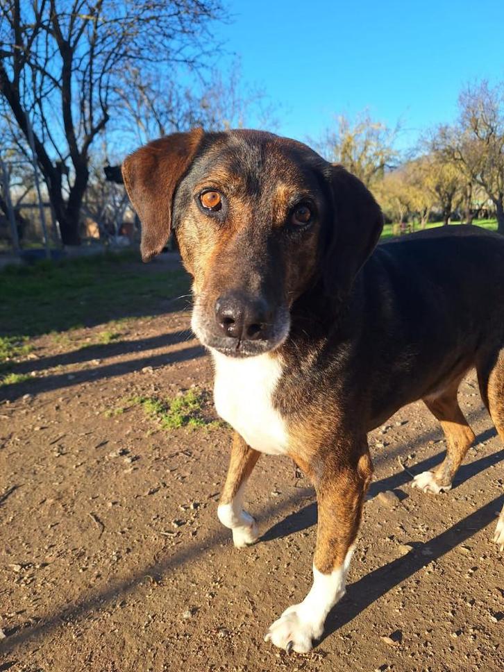 Samu – een echte knuffelvriend zoekt zijn gouden mand!, Dieren en Toebehoren, Honden | Niet-rashonden, Middel, Reu, Particulier