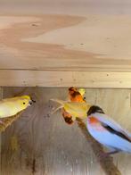 gele kanaries, Meerdere dieren, Kleurkanarie