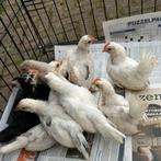 Gratis 9 chabo haantjes van eind augustus, Dieren en Toebehoren, Pluimvee, Mannelijk, Kip