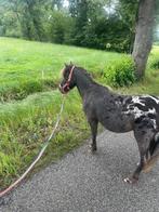 Superlieve mini appaloosa️❤️.grote Shetlander/shetland pony, Merrie, A pony (tot 1.17m), Gechipt, 3 tot 6 jaar
