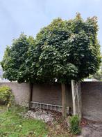 2 Esdoornbomen - Zelf eruithalen., Tuin en Terras, Planten | Bomen, Bloeit niet, Overige soorten, 250 tot 400 cm, Ophalen