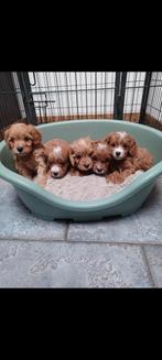 Cavapoo pups (particulier nestje ), Dieren en Toebehoren, Overige rassen, CDV (hondenziekte), 8 tot 15 weken, Meerdere