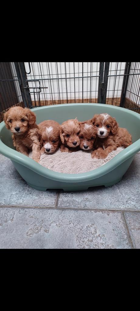 Cavapoo pups (particulier nestje ), Dieren en Toebehoren, Honden | Chihuahua's en Gezelschapshonden, Meerdere dieren, Overige rassen