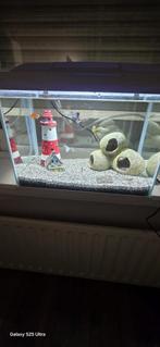 Aquarium 20 liter, Vis