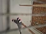 Rijstvogels wildkleur, Dieren en Toebehoren, Vogels | Overige Vogels, Meerdere dieren