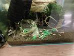 Tekoop kweek groep red fancy tijger garnalen, Dieren en Toebehoren, Ophalen, Nieuw