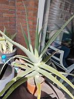 Aloe vera 2x grote plant zonder buitenpot, Huis en Inrichting, Kamerplanten, Ophalen, Overige soorten, Minder dan 100 cm, Volle zon