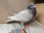 Koppel kleurpostduiven reduced opaal spread x rubella spread, Meerdere dieren, Postduif
