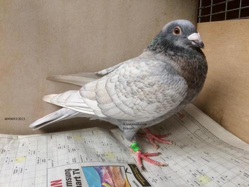 Koppel kleurpostduiven reduced opaal spread x rubella spread, Dieren en Toebehoren, Vogels | Duiven, Postduif, Meerdere dieren