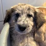 ACE: Elco, voor wie op zoek is naar een grote kameraad, Dieren en Toebehoren, Honden | Niet-rashonden, Particulier, Reu, 8 tot 15 weken