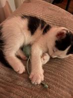 Lieve kitten van 7 weken; inclusief alle benodigheden!, Dieren en Toebehoren, Katten en Kittens | Overige Katten, Kater, Kortharig