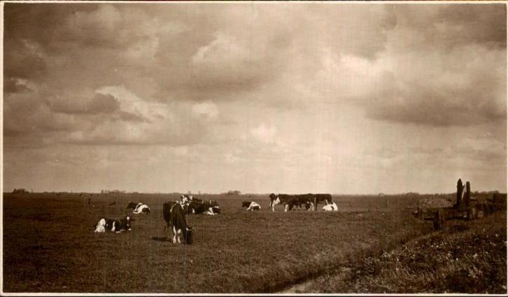 Noord-Holland - Koeien in de wei, Verzamelen, Ansichtkaarten | Nederland, Gelopen, Noord-Holland, Voor 1920, Ophalen of Verzenden