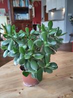 crassula vetplant in diverse maten, Overige soorten, Minder dan 100 cm, Ophalen of Verzenden, Halfschaduw