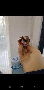 Putters, Meerdere dieren, Wildzangvogel