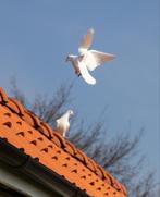 Witte postduiven te huur, bruidsduiven, rouwduiven, Dieren en Toebehoren, Meerdere dieren, Postduif