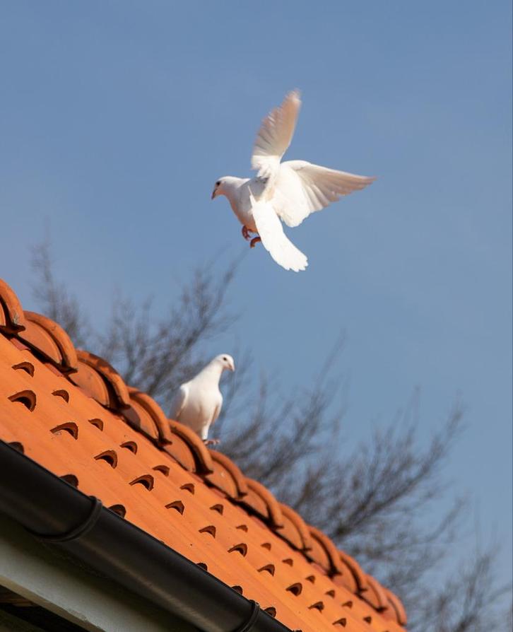 Witte postduiven te huur, bruidsduiven, rouwduiven, Dieren en Toebehoren, Vogels | Duiven, Postduif, Meerdere dieren