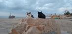 Gezocht:kitten cypers (max. 4 maanden oud) een gouden mandje, Dieren en Toebehoren, Katten en Kittens | Overige Katten, Poes