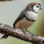 Gezocht pop Bichenow, Dieren en Toebehoren, Vogels | Overige Vogels, Vrouwelijk, Tropenvogel