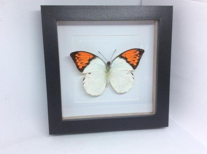 vlinder Hebomoia Glausippe Celebensis, Verzamelen, Dierenverzamelingen, Nieuw, Opgezet dier, Overige soorten, Ophalen of Verzenden