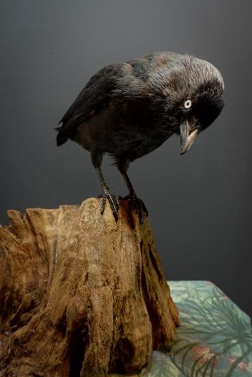 Opgezette Kauw taxidermie vogel beschikbaar voor biedingen