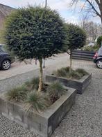 Buxus op stam, Tuin en Terras, Planten | Bomen, Ophalen of Verzenden, Bolboom, 100 tot 250 cm