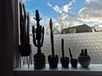 Diverse Collectie Cactussen, Ophalen, Halfschaduw, Minder dan 100 cm
