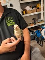 Tamme pyrhurras, Dieren en Toebehoren, Vogels | Parkieten en Papegaaien, Mannelijk, Papegaai