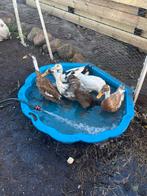 loopeenden, Dieren en Toebehoren, Pluimvee, Meerdere dieren, Eend