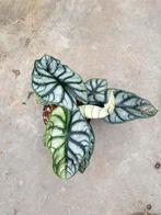 Alocasia Silver Dragon Variegata ø15, Huis en Inrichting, Kamerplanten, Ophalen of Verzenden, Overige soorten, Minder dan 100 cm