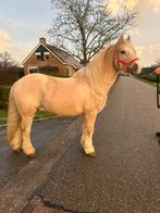 Gezocht; paarden pony’s etc, Dieren en Toebehoren, Paarden, Minder dan 160 cm, Niet van toepassing, 3 tot 6 jaar, Recreatiepaard