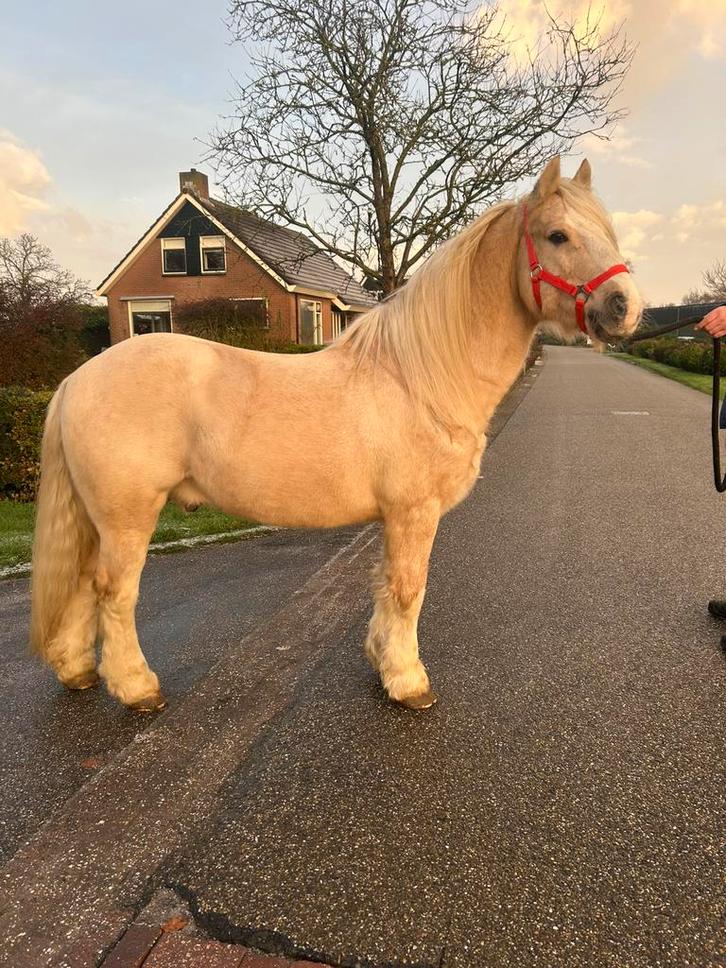 Gezocht; paarden pony’s etc, Dieren en Toebehoren, Paarden, Merrie, Niet van toepassing, Minder dan 160 cm, 3 tot 6 jaar, Recreatiepaard