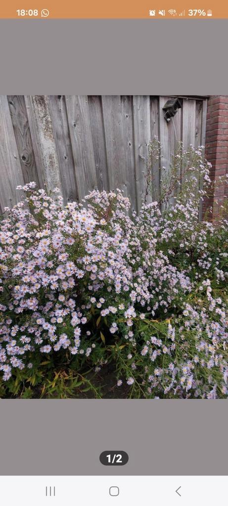 Asters tuinplanten Lila/paars bloei september, Tuin en Terras, Planten | Tuinplanten, Overige soorten, Halfschaduw, Zomer, Ophalen