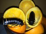 Sissende kakkerlak (gromphadorhina grandidieri black), Dieren en Toebehoren, Reptielen en Amfibieën, Overige soorten, 0 tot 2 jaar