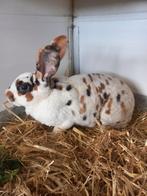 Konijnen Dalmatiner 3 kleur, Meerdere dieren, Middelgroot, 0 tot 2 jaar