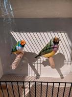 Gouldamadines., Meerdere dieren, Tropenvogel