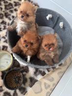Dwergkees/Pomeranian pups, Dieren en Toebehoren, 8 tot 15 weken, Meerdere, Meerdere dieren, Nederland