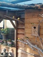 Koppel kanaries 19/20 stuks, Meerdere dieren, Kleurkanarie