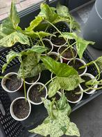 Syngonium Mottled mojito, Huis en Inrichting, Kamerplanten, Ophalen of Verzenden, Overige soorten, Minder dan 100 cm
