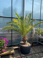 Phoenix Canariensis, Ophalen, Zomer, Overige soorten, Volle zon