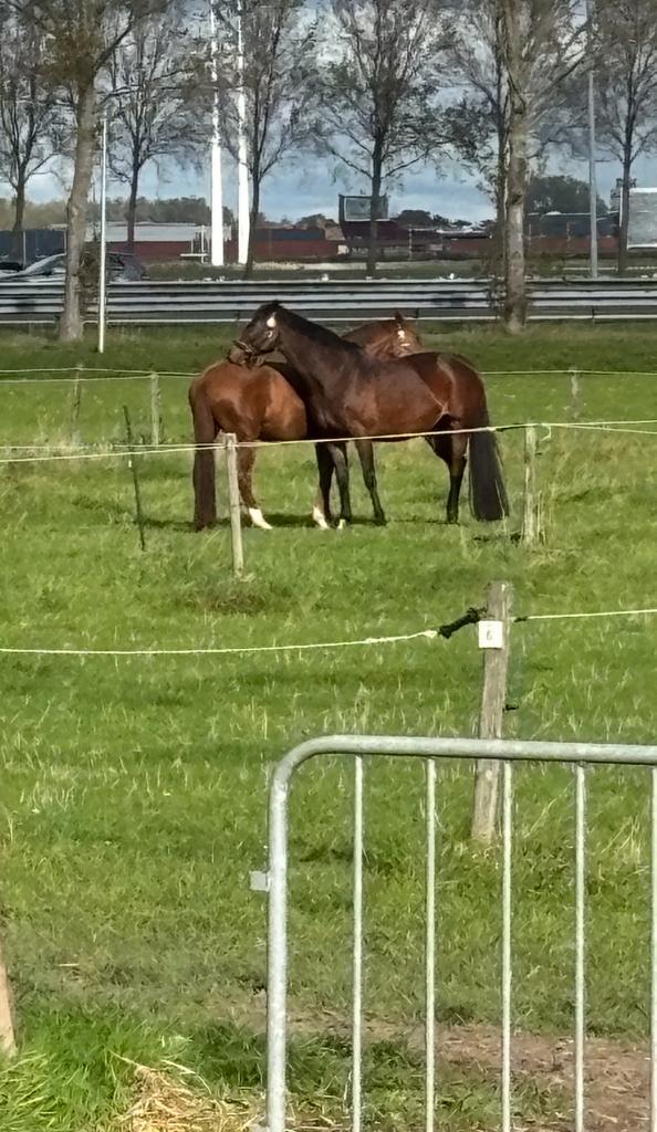 Paardenliefhebber stalhulp gezocht, Dieren en Toebehoren, Stalling en Weidegang, Toebehoren