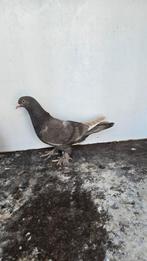 Takla, Dieren en Toebehoren, Vogels | Duiven